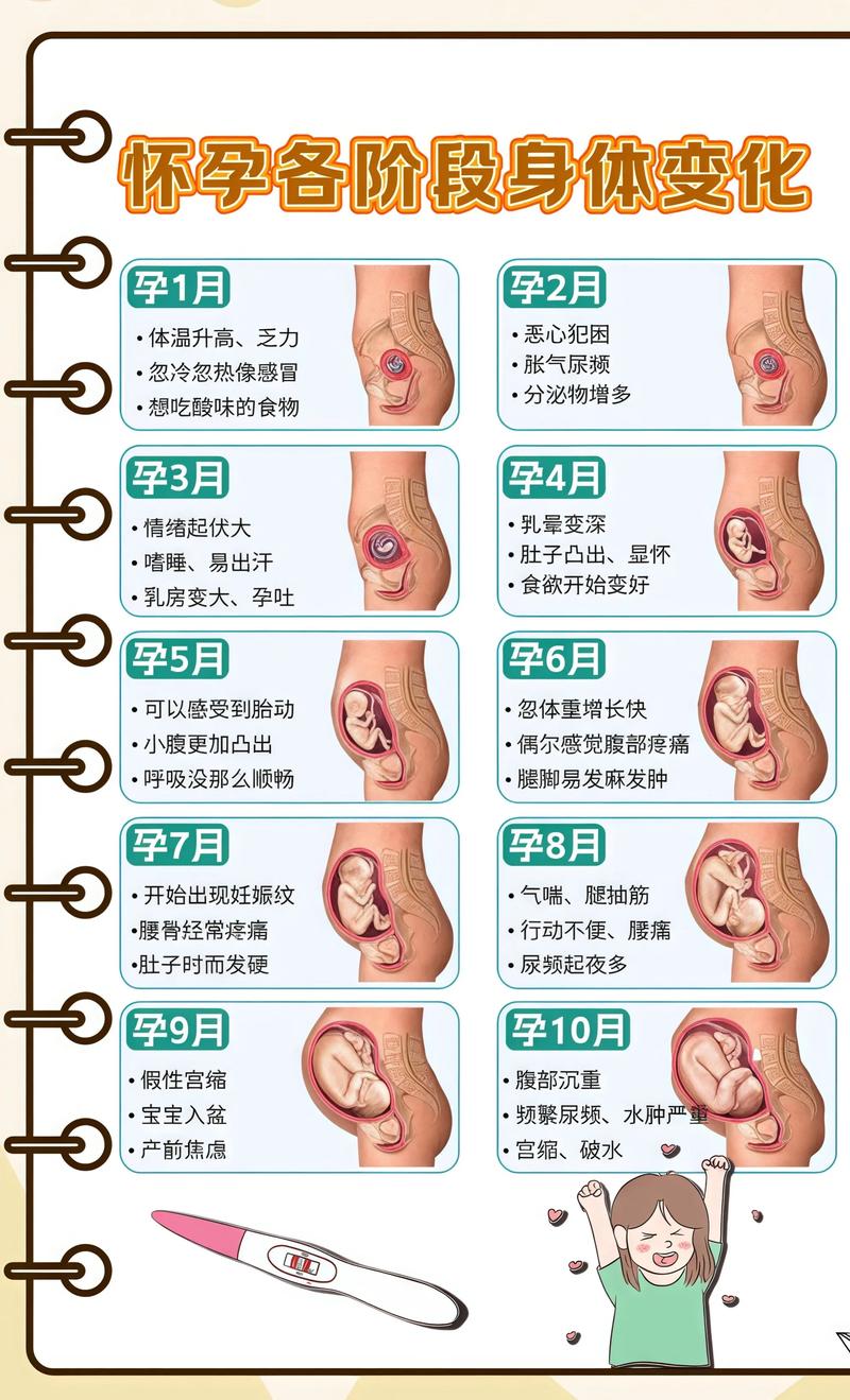 揭秘供卵代孕妈妈怀孕小腹分两节，孕期变化的奥秘赣州代生机构: